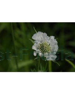 Scabiosa cauc. 'Alba' P9 / 24 per kist