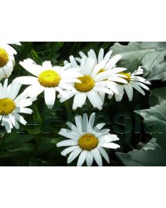 Leucanthemum (S) 'Silberprinzessche P9 / 24 per kist