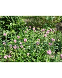 Monarda 'Marshall's Delight' P9 / 24 per kist