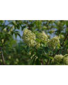 Sambucus racemosa 60-80 cm kw, bos á 25 stuks