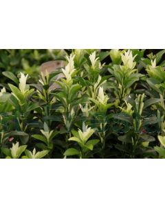 Euonymus j. 'Paloma Blanca'® 20-30 cm C2