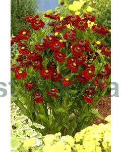 Helenium 'Rubinzwerg' P9 / 24 per kist