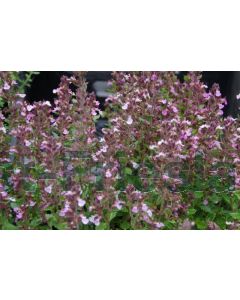 Teucrium chamaedrys P9 / 24 per kist