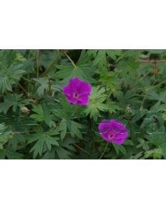 Geranium sang. 'Tiny Monster' P9 / 24 per kist