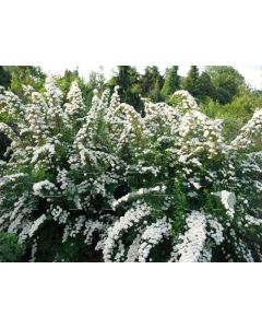 Spiraea nipp. 'Snowmound' C2