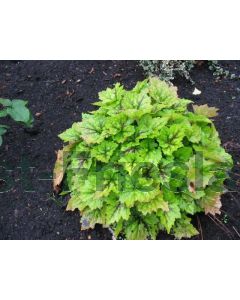 Tiarella 'Tiger Stripe' P9 / 24 per kist