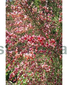 Cytisus 'Boskoop Ruby' 80-100 cm C20