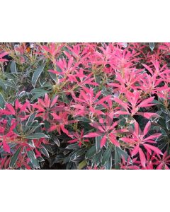 Pieris 'Flaming Silver' 60-80 cm C20