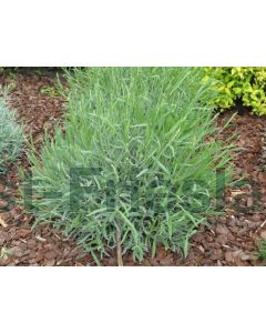 Lavandula angustifolia P9 / 24 per kist