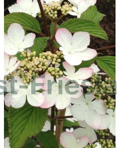 Viburnum plic. 'Kilimandjaro Sunrise' C10