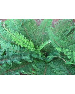 Polystichum set. 'Plumoso-densum' P9 / 24 per kist