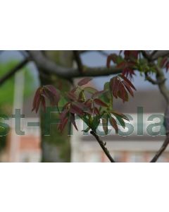 Juglans regia 16/18 C65