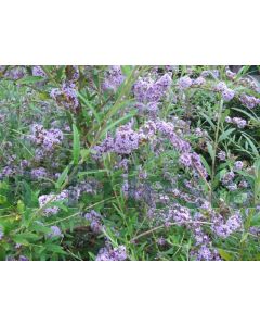 Buddleja alternifolia 80-100 cm C5