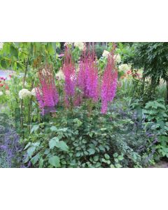 Astilbe chinensis 'Purpurlanze' P9 / 24 per kist