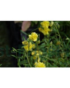 Helianthemum 'Sulphureum Plenum' P9 / 24 per kist