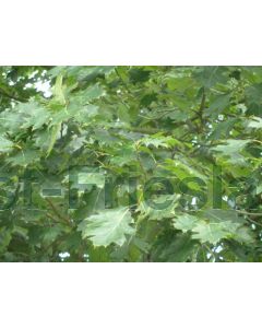 Quercus rubra 60-80 cm C2