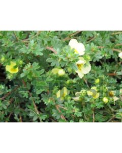 Potentilla f. 'Primrose Beauty' P14