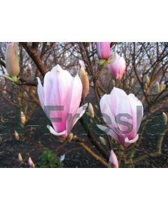 Magnolia soulangeana C3