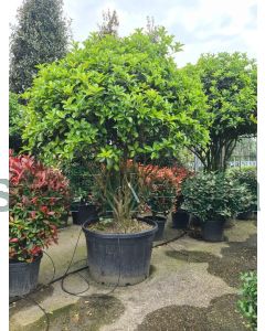 Ilex cornuta 175-200 cm C230 Paddestoel