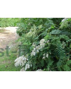 Sorbaria sorbifolia 60-80 cm kw 2-3 tak, bos á 25 stuks