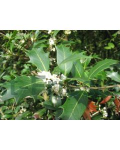 Osmanthus heterophyllus C2