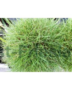 Festuca gautieri P9 / 24 per kist