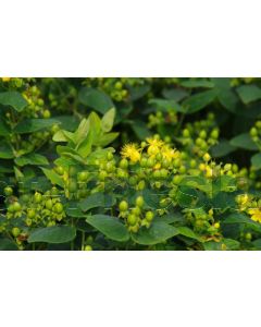 Hypericum inod. 'Magical Limelight' C1.5