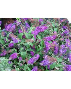 Buddleja dav. 'Buzz Pink Purple'® C3