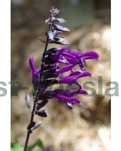 Salvia 'Amistad' P9 / 24 per kist