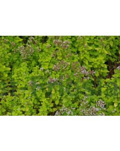 Origanum vulg. 'Aureum' P9 / 24 per kist