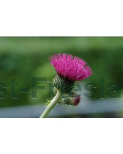 Cirsium rivulare 'Atropurpureum' P9 / 24 per kist