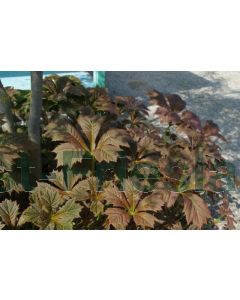 Rodgersia pin. 'Braunlaub' P9 / 24 per kist