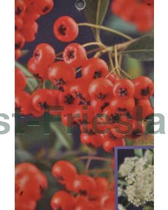 Pyracantha cocc. 'Red Column' 80-100 cm C2