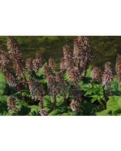 Petasites hybridus P9 / 24 per kist