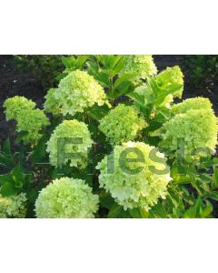 Hydrangea pan. 'Limelight'® C2