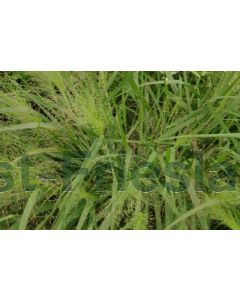 Eragrostis spectabilis P9 / 24 per kist