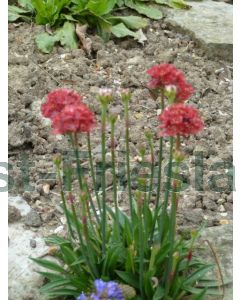 Armeria p. 'Ballerina Red' P9 / 24 per kist