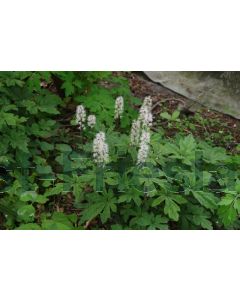 Tiarella c. 'Spring Symphony' P9 / 24 per kist