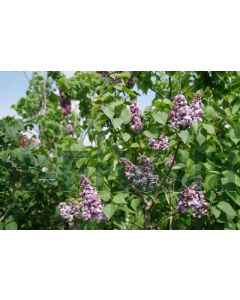 Syringa v. 'Michel Buchner' 40-60 cm C4