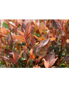 Photinia fras. 'Chico'® C2