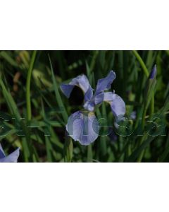 Iris sib. 'Perry's Blue' P9 / 24 per kist