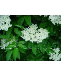 Sambucus nigra C2