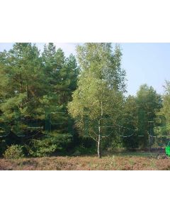 Betula pendula 6/8 kw