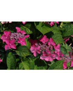 Hydrangea 'Teller Red' C5