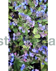 Pulmonaria angustifolia P9 / 24 per kist