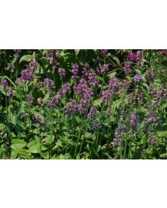 Stachys monieri 'Hummelo' P9 / 24 per kist