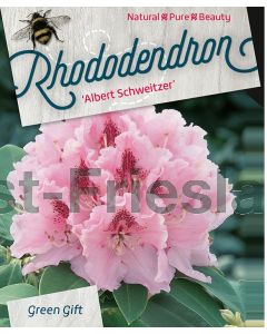 Rhododendron 'Albert Schweitzer' 30-40 cm C5