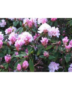 Rhododendron 'Christmas Cheer' 40-50 cm C5