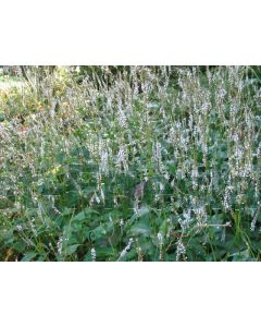 Persicaria ampl. 'Alba' P9 / 24 per kist