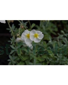 Helianthemum 'The Bride' P9 / 24 per kist